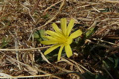 Launaea procumbens